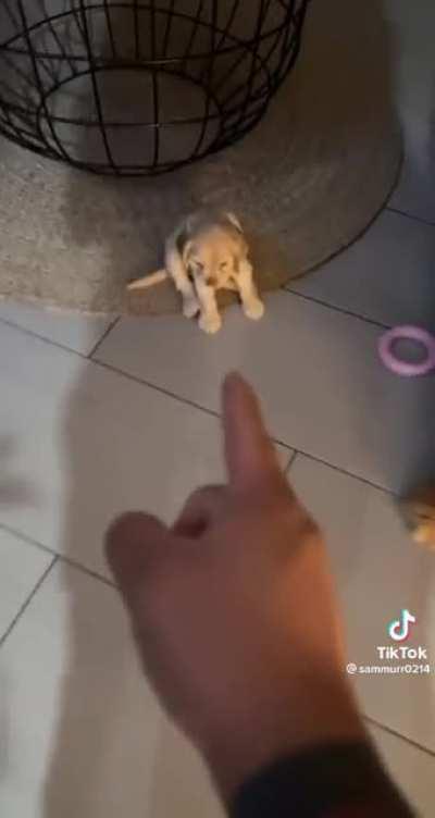 Don’t accuse her, Dad! She’s innocent!