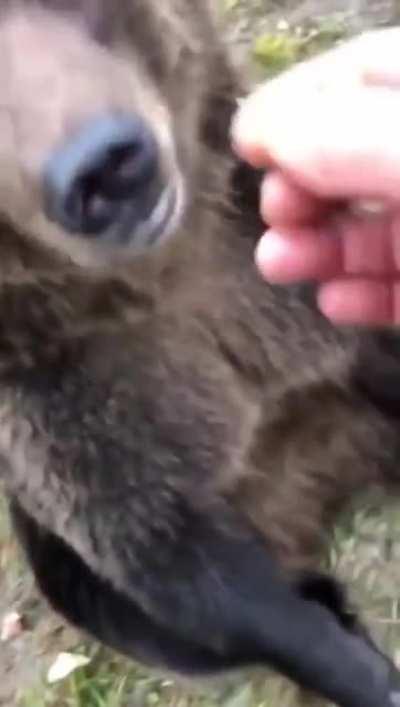 This is how Russian dog look like.