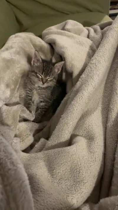 I heard a sleep smol kitty would get me some internet points