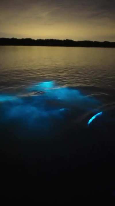 Swimming through bioluminescent plankton at night