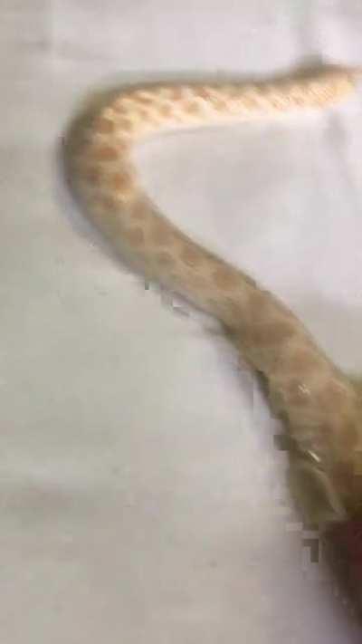 Helping my hognose shed