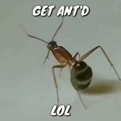 Sequel to get stickbugged