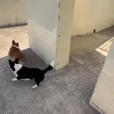 They don't look smart