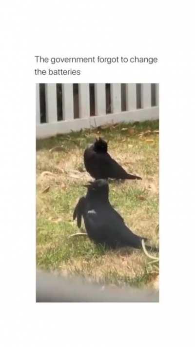 why is someone still believing that birds are real 🤦