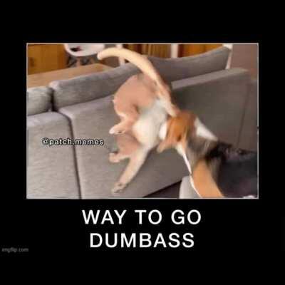 Floppa don’t do it!!