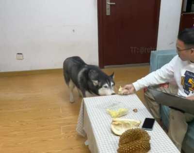 Doggie sniffed the durian