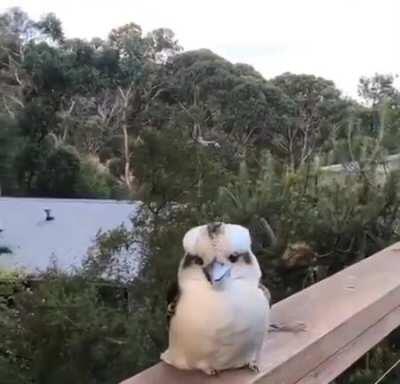 Family of Kookaburras