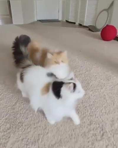 They&rsquo;re so graceful