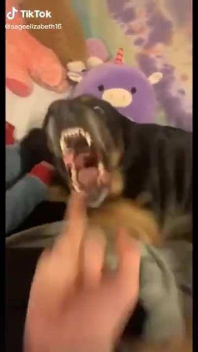 Pissing off your dogs for internet attention