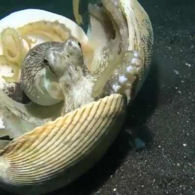 Frightened octopus using shells as defensive shields from an approaching scuba diver