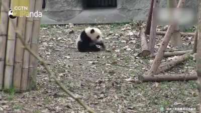 How panda cubs behave when their things are taken [clip context: she took it's toys to clean them]