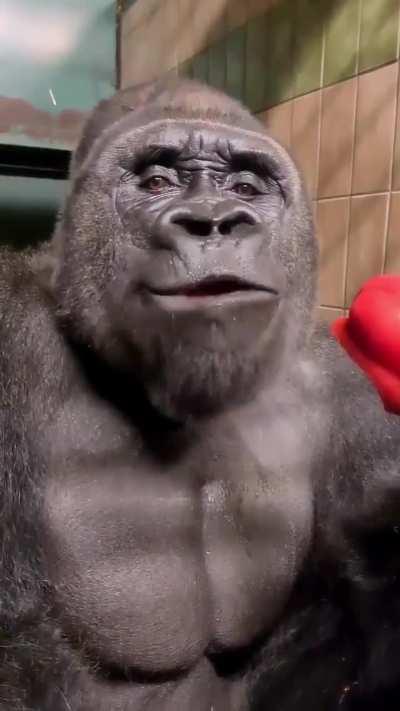 🔥Throwback to everyone’s favorite silverback🔥