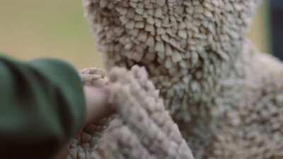 The tooth fairy just wants to have a friend