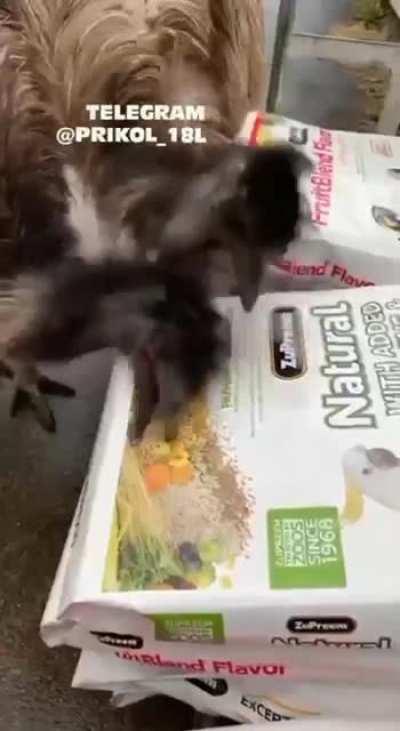 You paid for this crap?