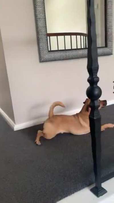 He’s teasing the Corgi for having tiny legs