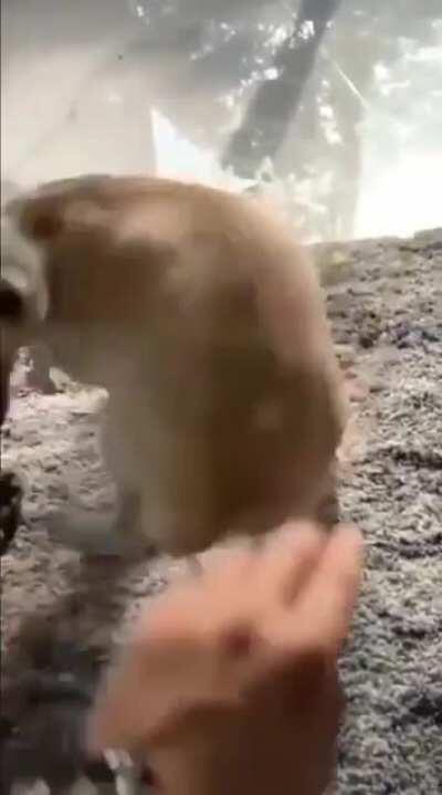 Demon chihuahua does not like being pet