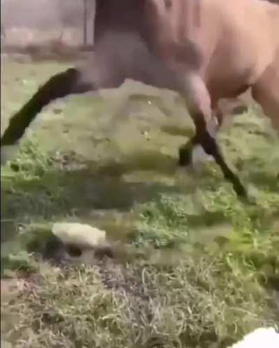 Fearless horse