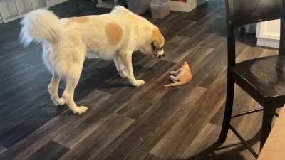 He (big fella) finally has someone who wants to play.