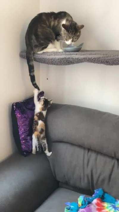 We rescued a kitten. This is how it’s going.