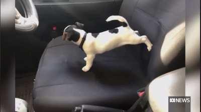 This shit is fair dinkum