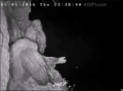 Сова спиздила орлёнка