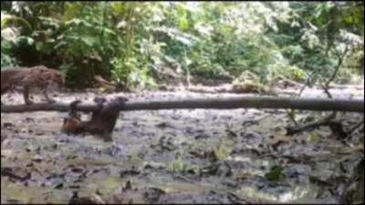 🔥 Sloths are no easy target.