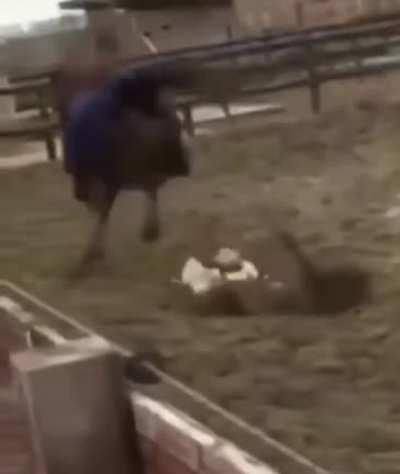 Horse tramples chicken