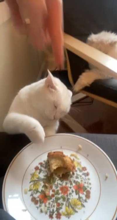 no wawa sub for you lil girl