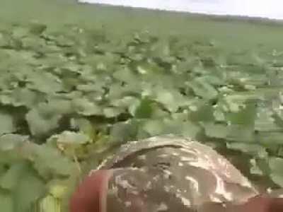 Agro é Tec, Agro é pop, Agro é isso aí