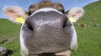 Can you give me a kiss?