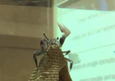 Crab casting spells atop pyramid (srsly, what is he doing?)