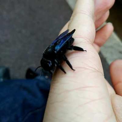 Can someone tell we who is ths wonderdull Bumblebee ? (Marseille, France)