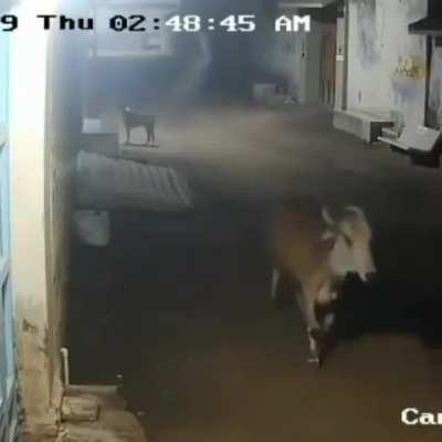 Lion chasing cows and dogs in a neighborhood un Gujarat,India