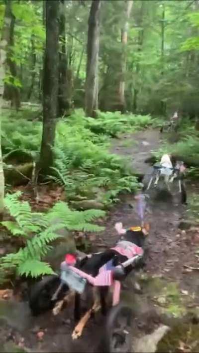 🔥 Wheelchair dogs enjoying nature