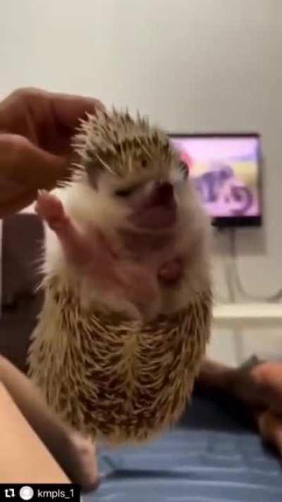 radical hedgehog