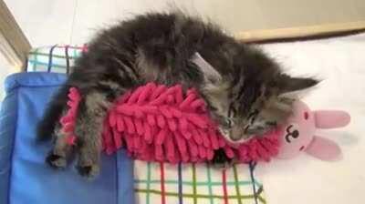 This little fella is sooo cute. 😍