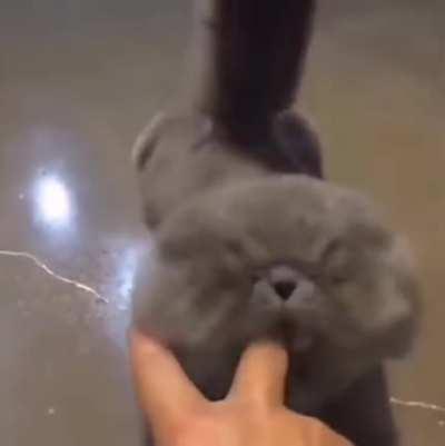 Trying to bite someone