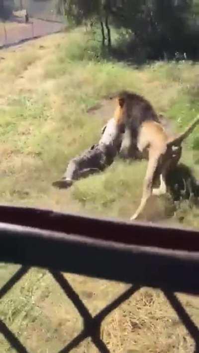 Why you don't go into cages with lions...