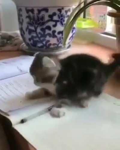 There is no such thing as quarantine when you have a kitten. :)