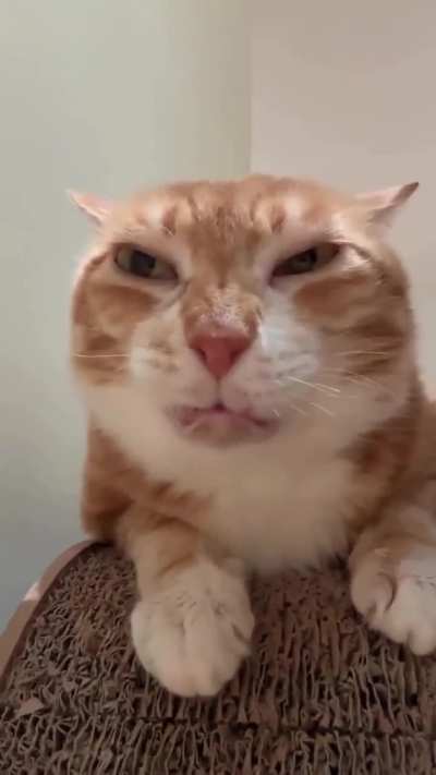 No oranges allowed but what about orange oyes