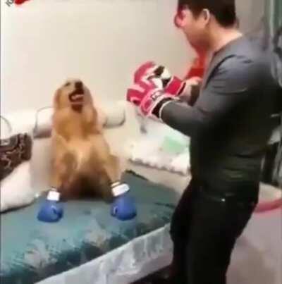 Woofmaster : Furryweight champion.