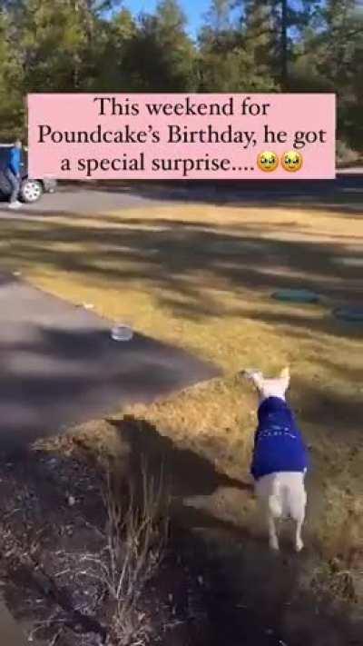 Dog Best Friends Reunited After Months Apart