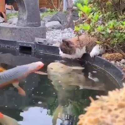 Cat meets strange visitor from an alien world.