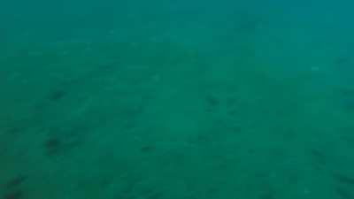 POV of a scary blackout I had the other day while freediving. I had about a 1/1,000 chance of surviving.