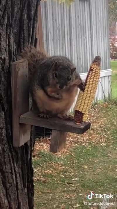 This squirrel