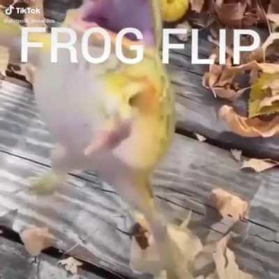 It is Wednesday my dudes