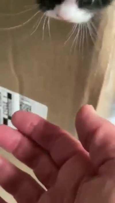 Illegally smol kitty, giant jumps