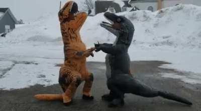 vicious reptile fight caught in the wild