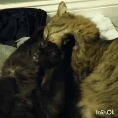 Hitcat strikes again