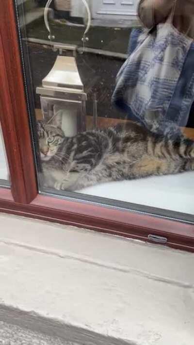 Cat.exe has stopped working